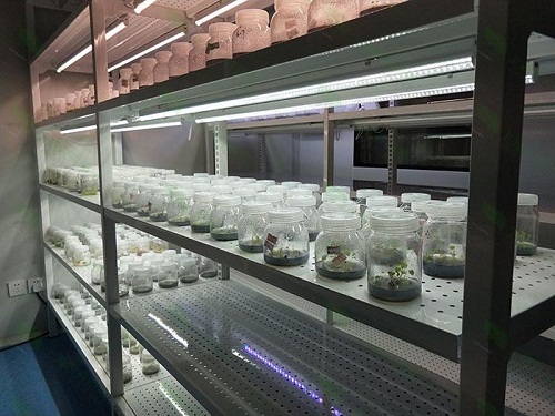 彭水植物组织培养实验室设计建设方案